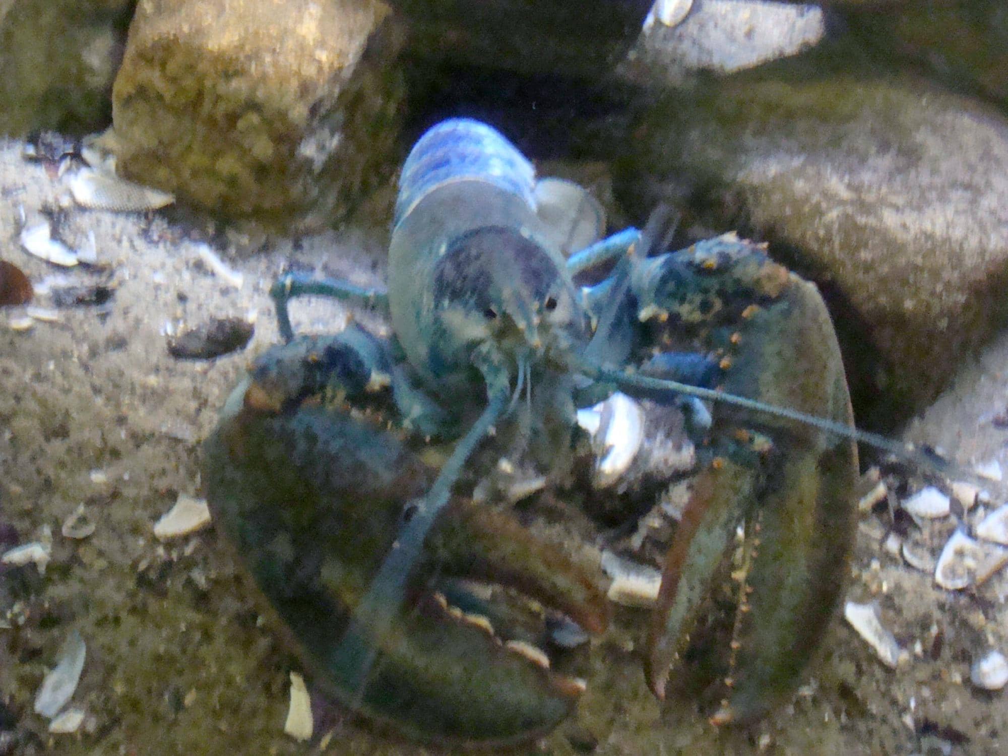 Marine Mammal Exhibits
