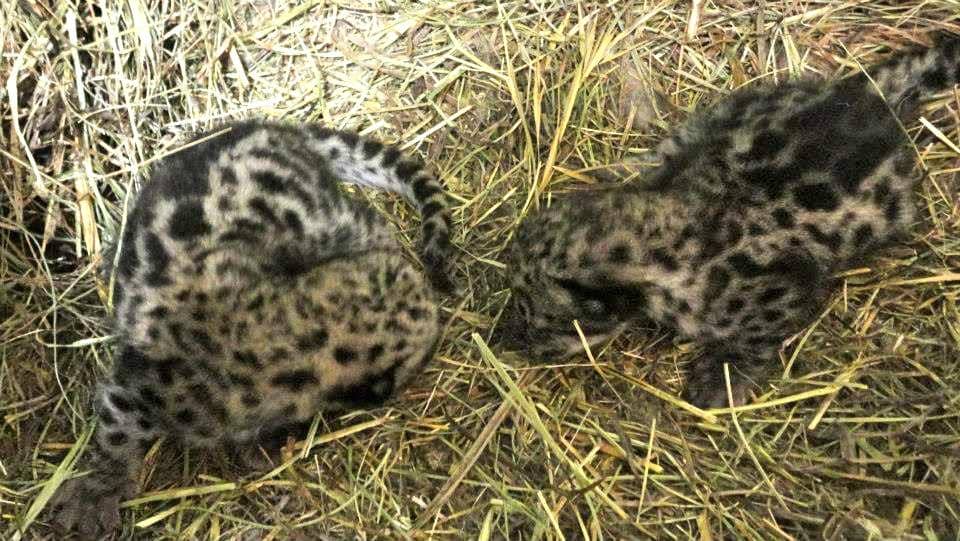 Majestic Giraffes & Bison