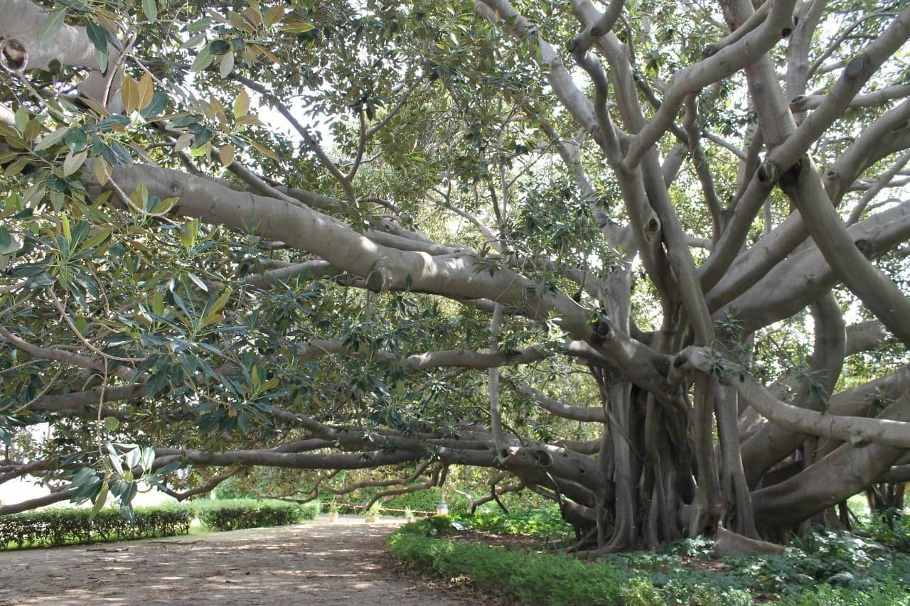 Whitaker Family Legacy