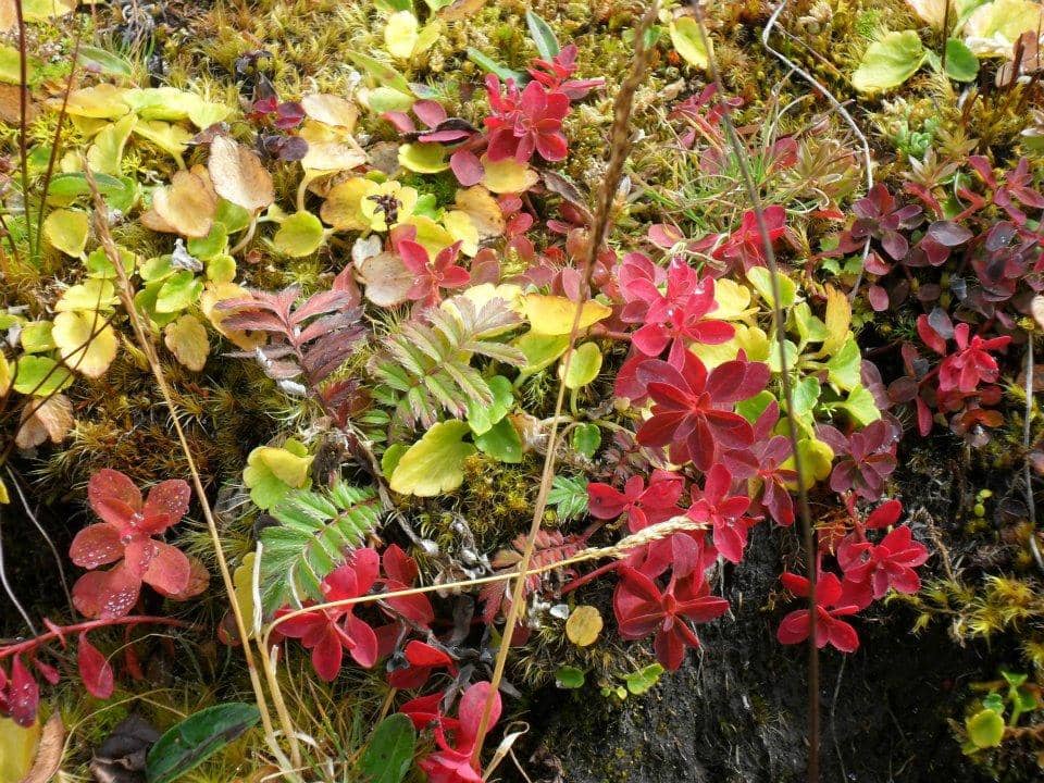 Pankang Teng Tso Lake's Icy Waters