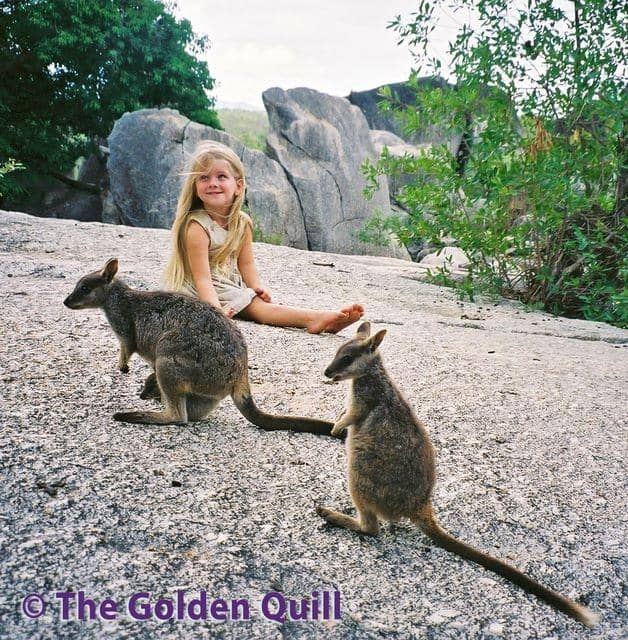 Mareeba Rock Wallaby Feeding