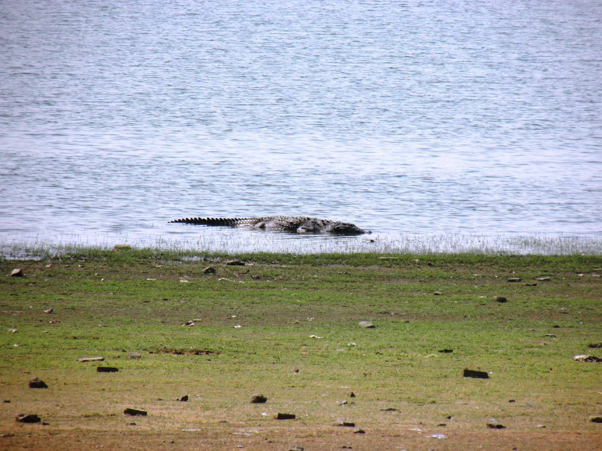 Diverse Wildlife Sightings