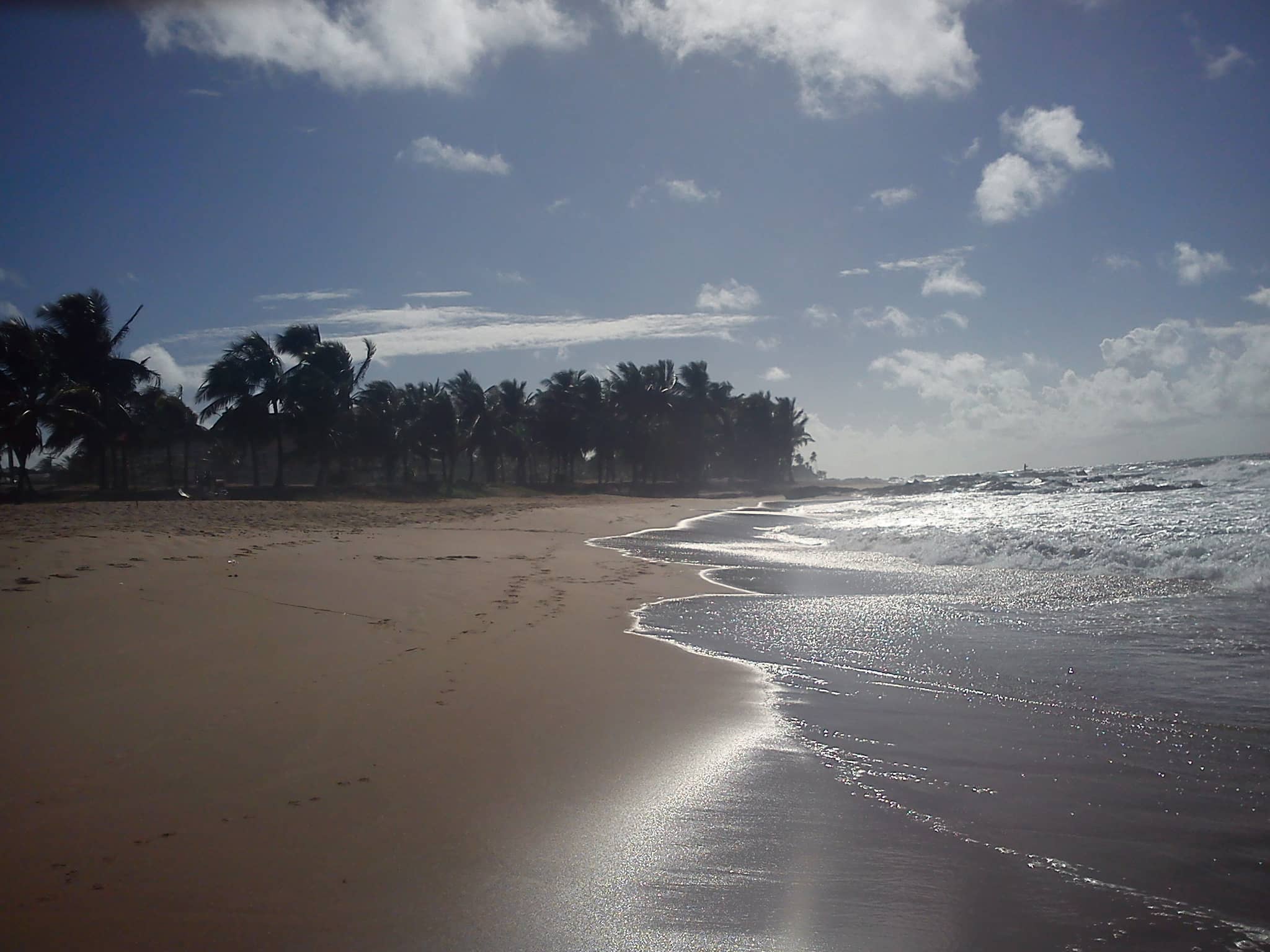 Sea Turtle Nesting