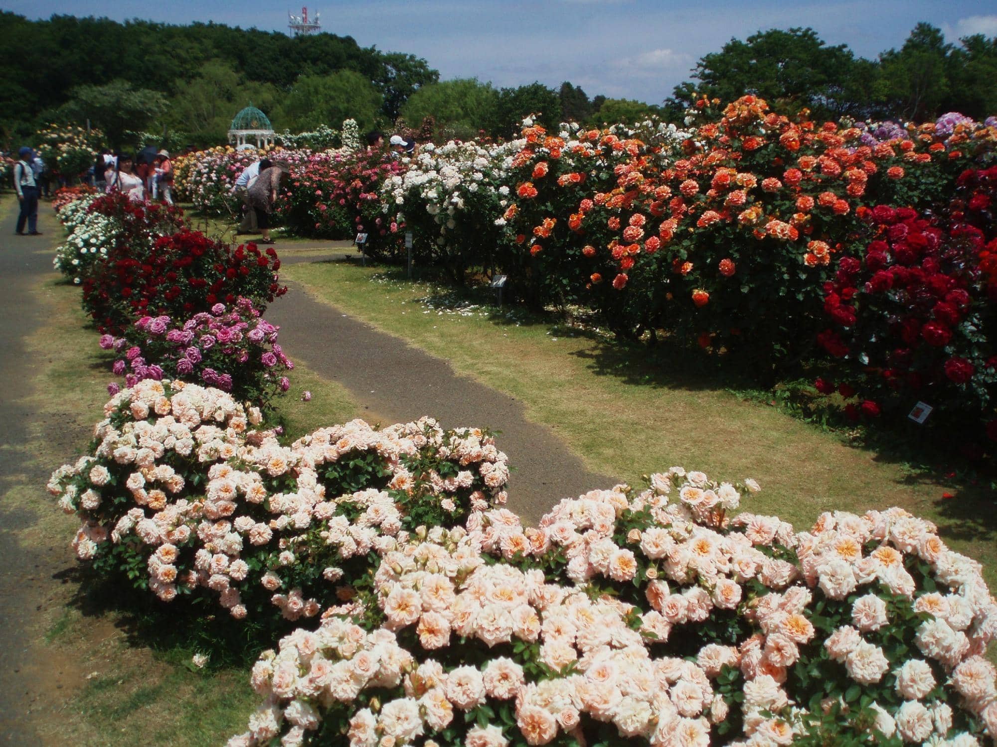 Themed Rose Gardens