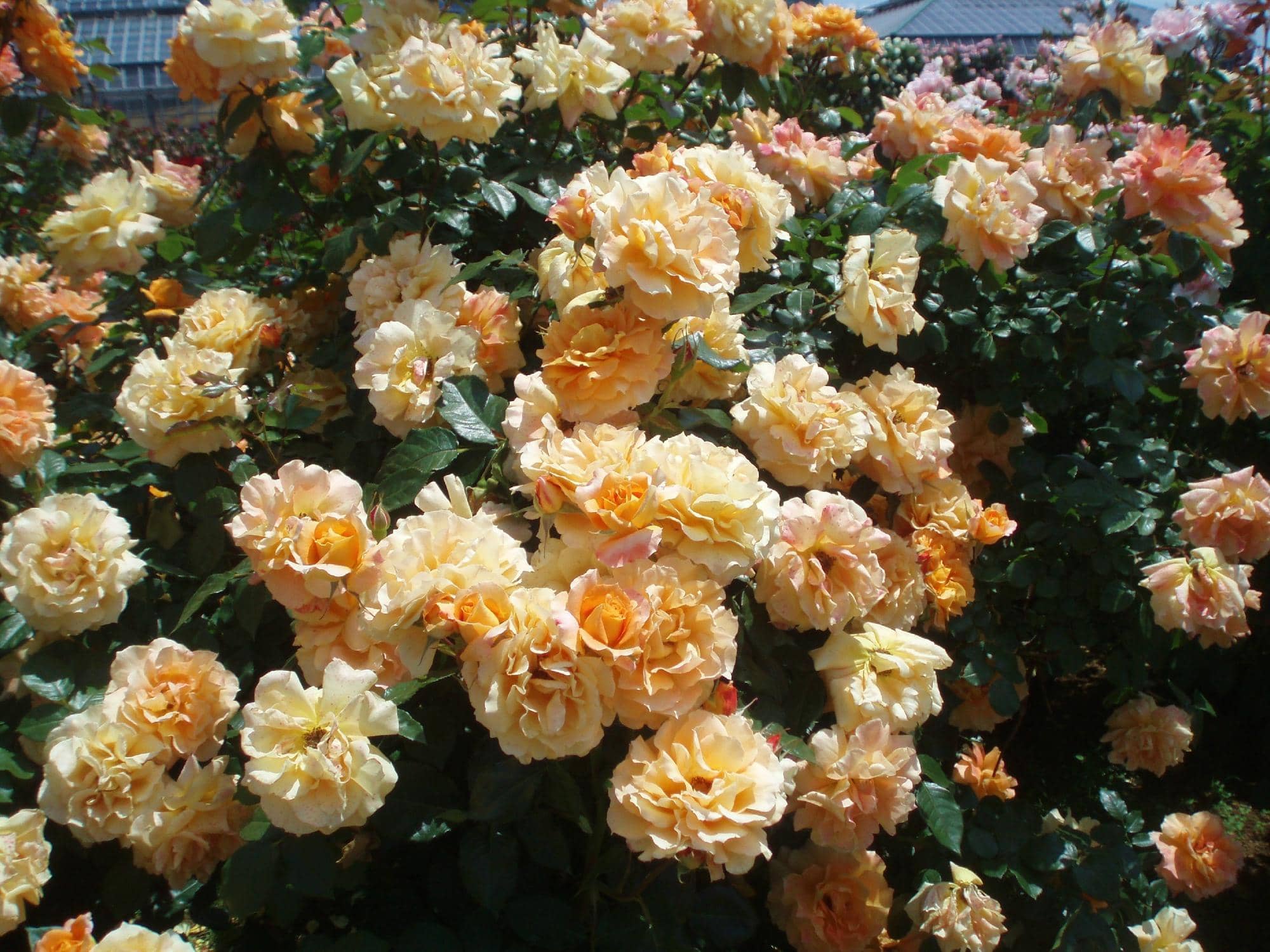 Greenhouse Displays