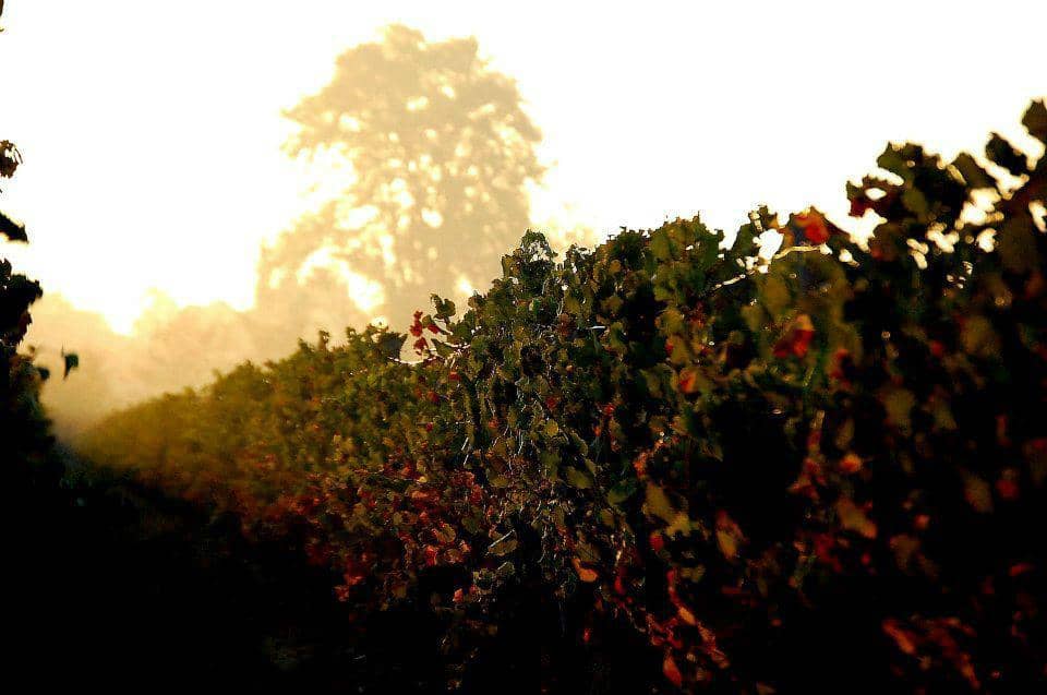 Expert-Led Wine Tasting