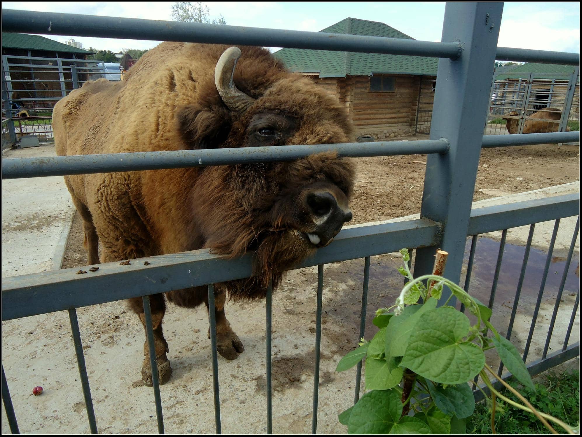 Park-like Atmosphere