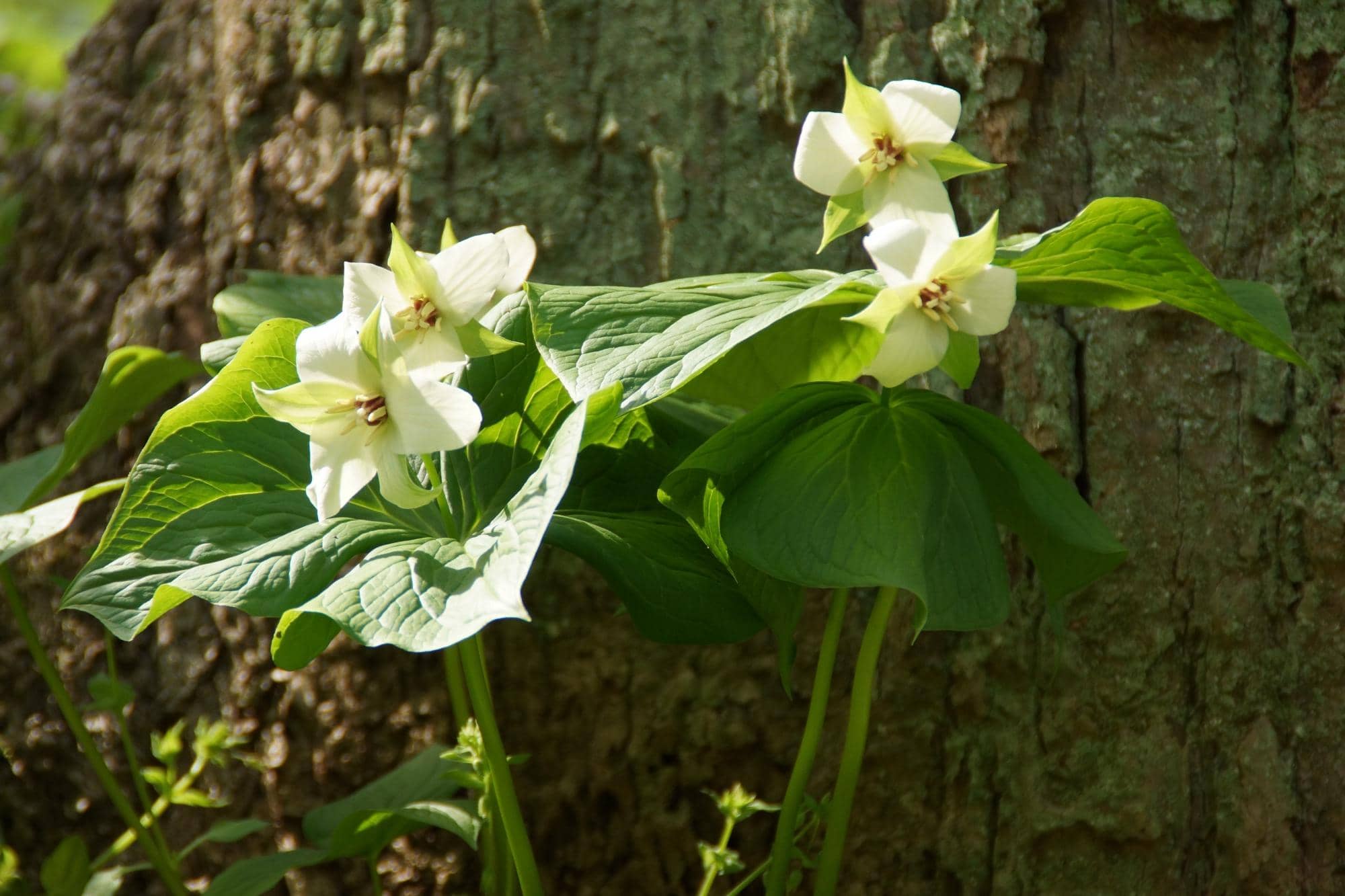 Confluence with the Susquehanna