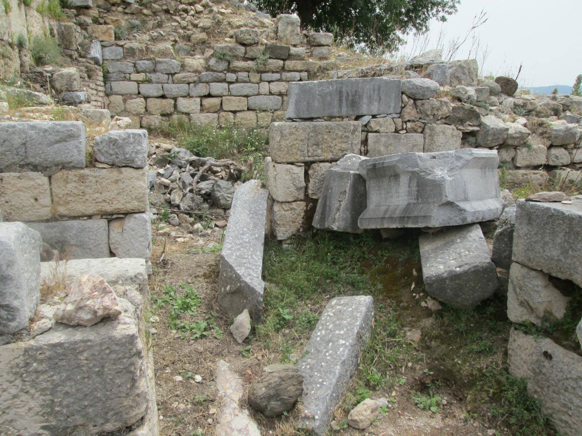Ancient Olive Tree