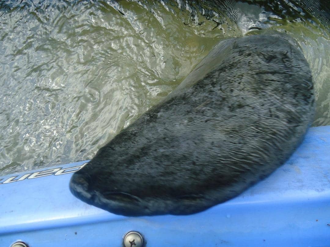 Kayaking the Spruce Creek River