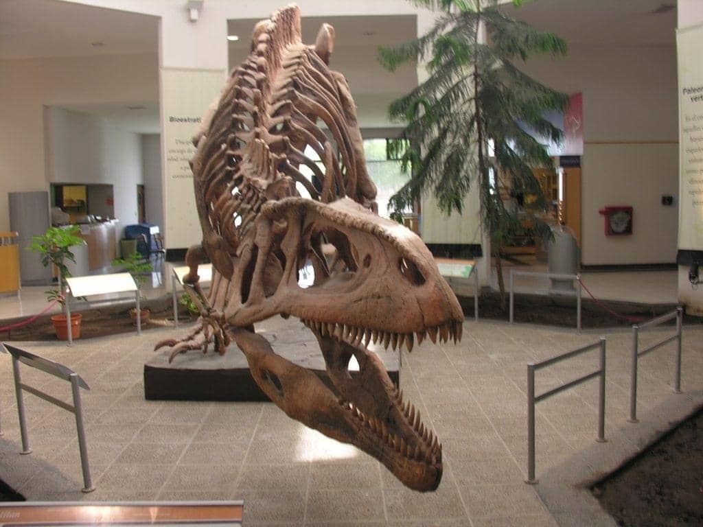 Dinosaur Fossils