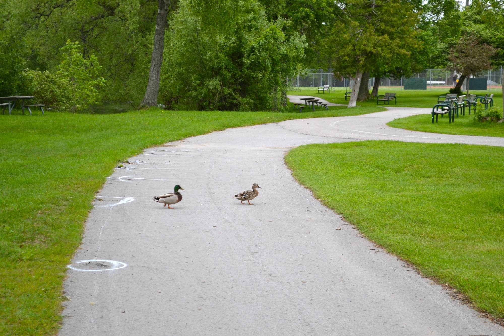 Gordon Lightfoot Tributes