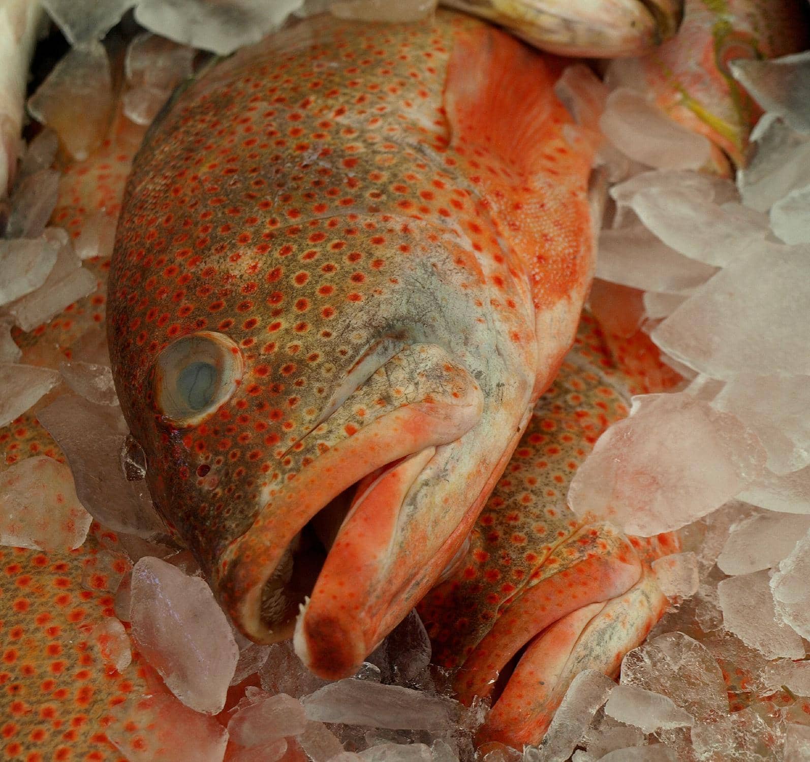 Seafood Steals