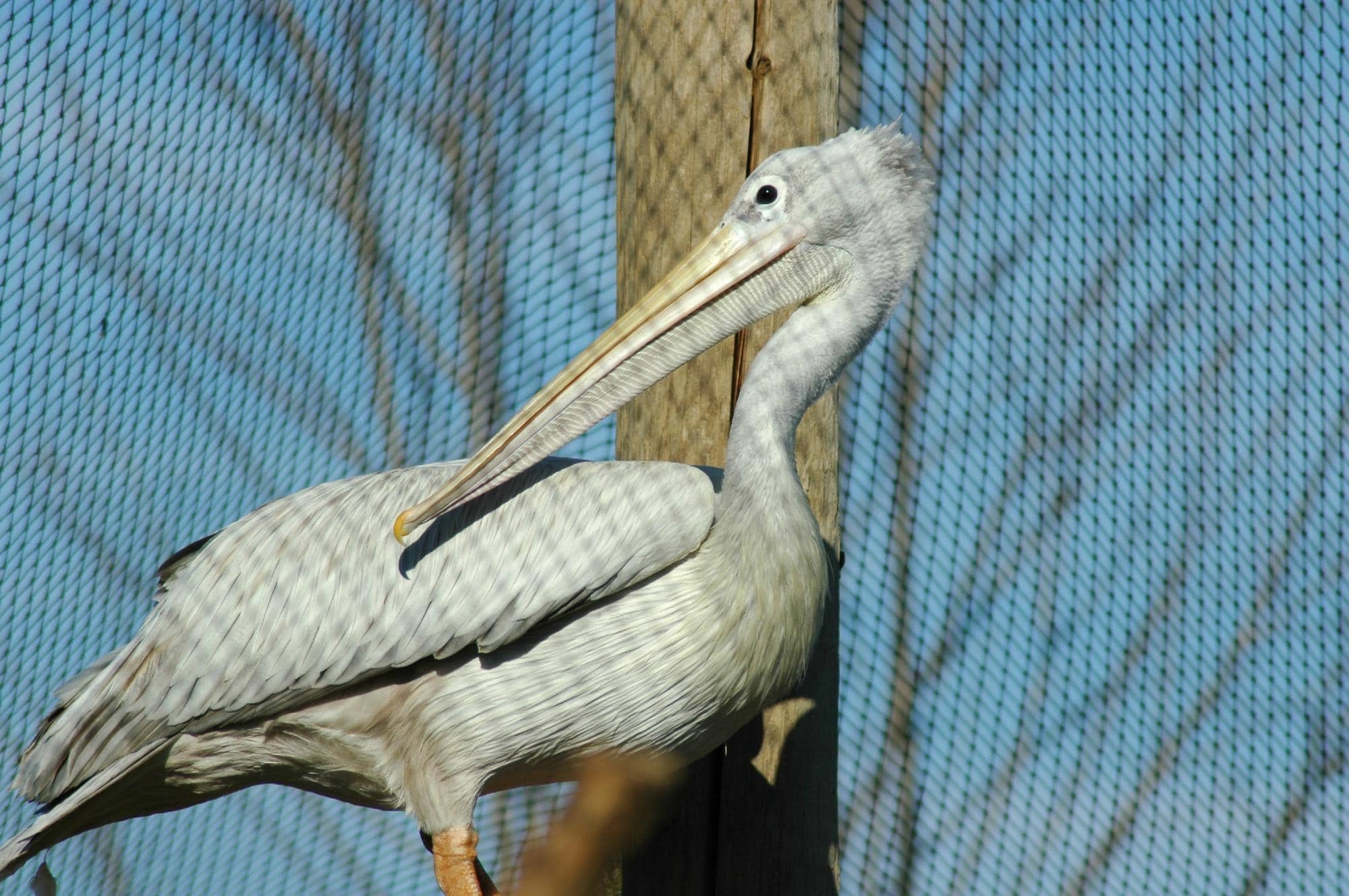 Diverse Animal Encounters