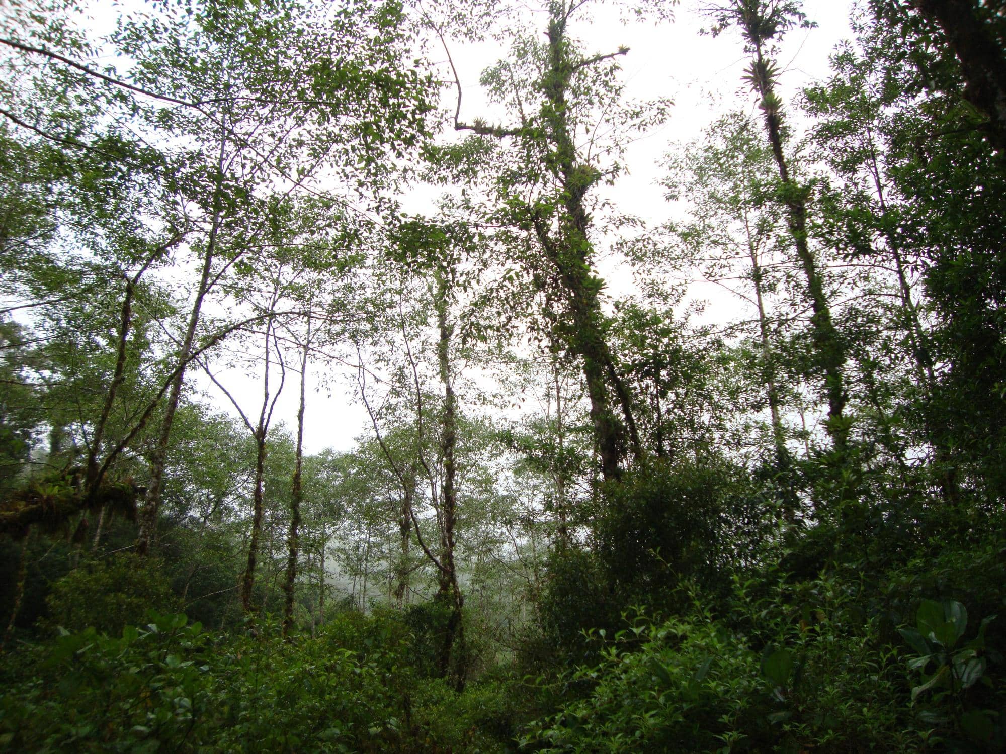 Cloud Forest Trails
