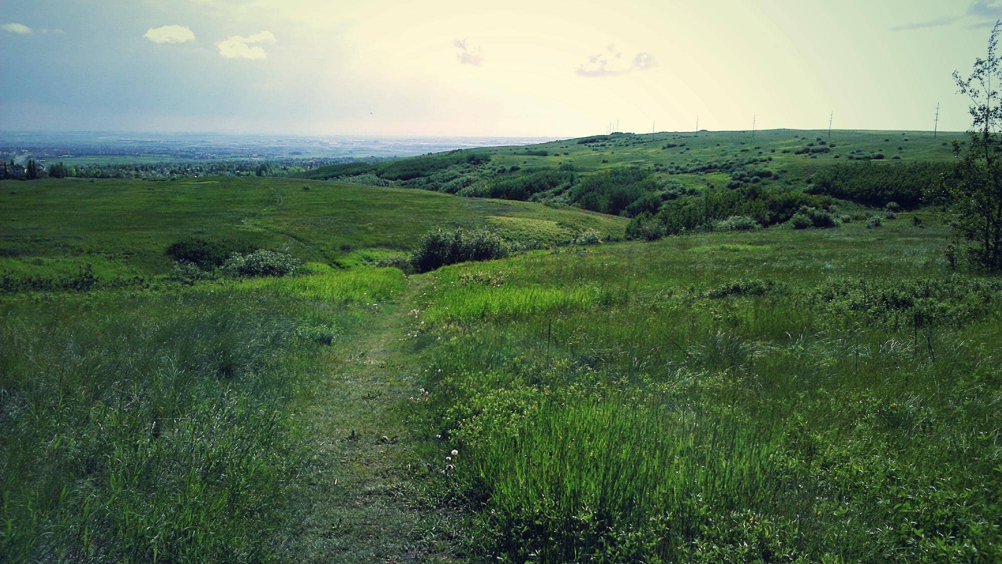 Native Prairie Landscape