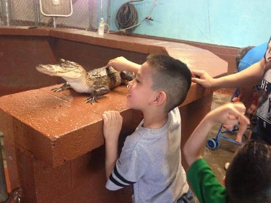 Diverse Petting Zoo