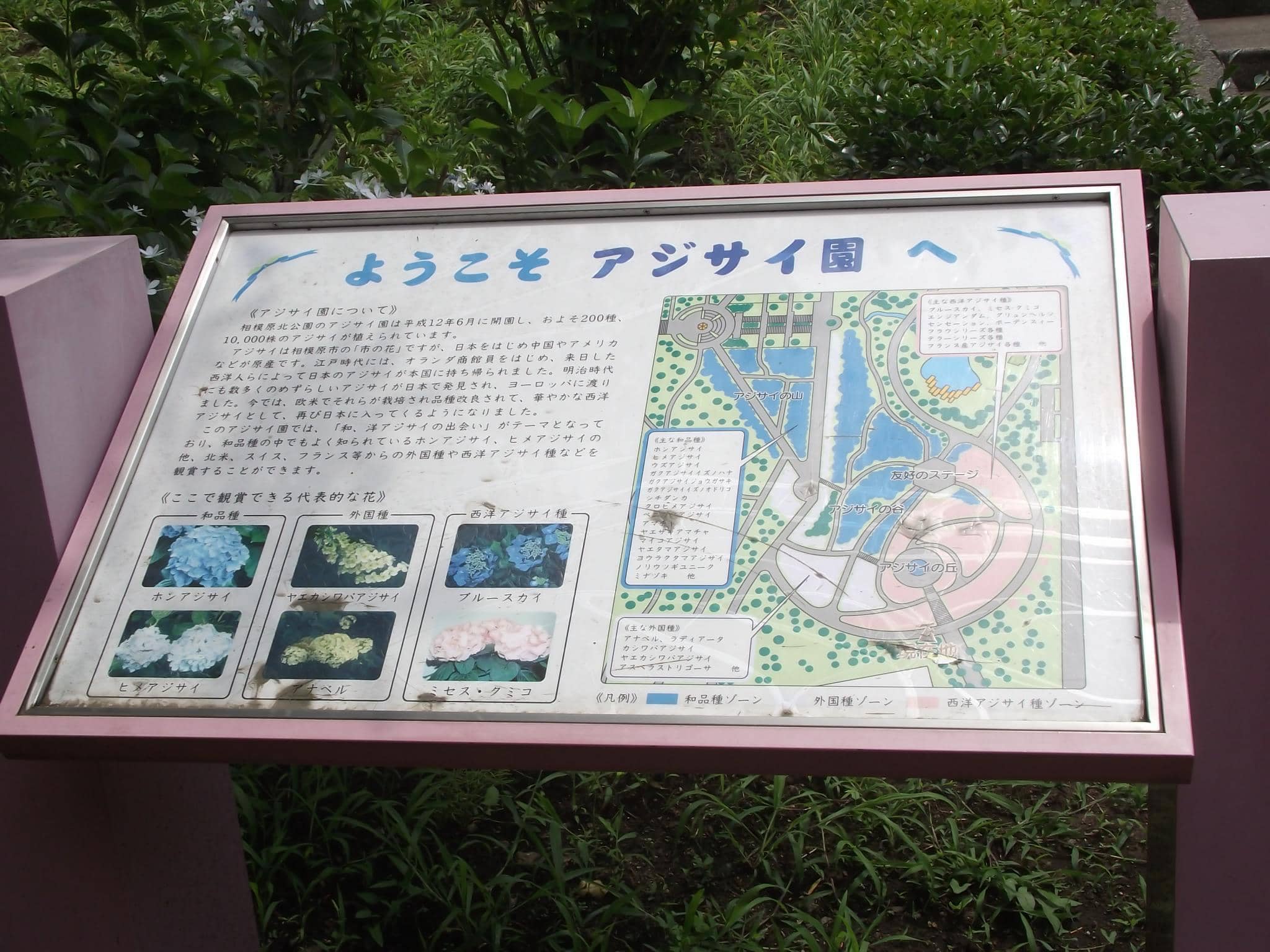 Rose Garden