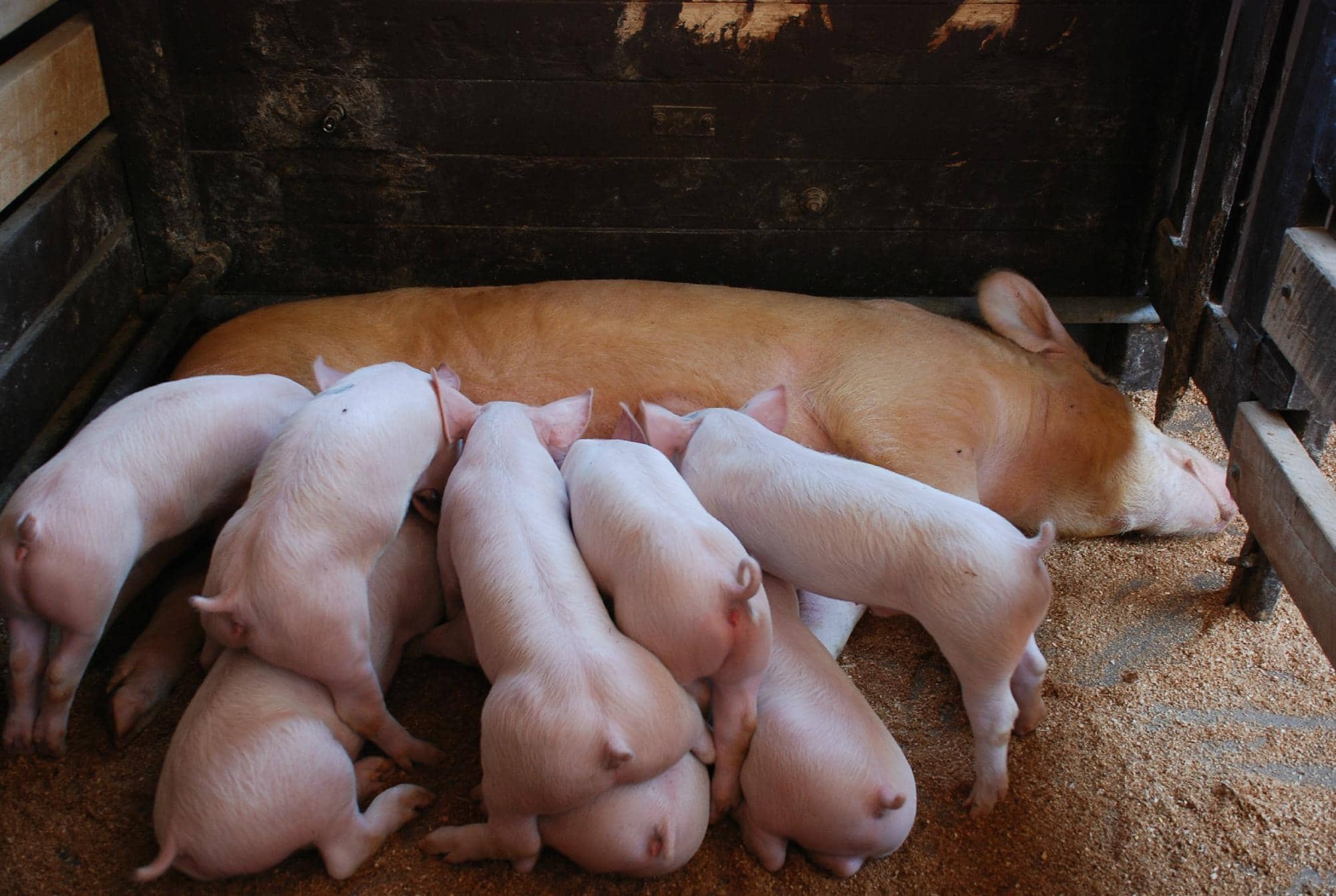 Interactive Animal Feeding