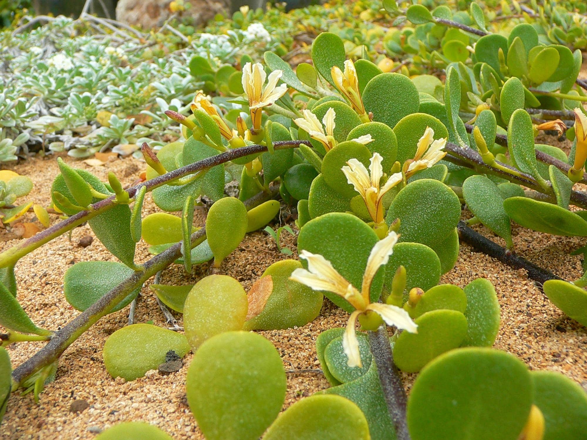 Polynesian Voyagers' Plants