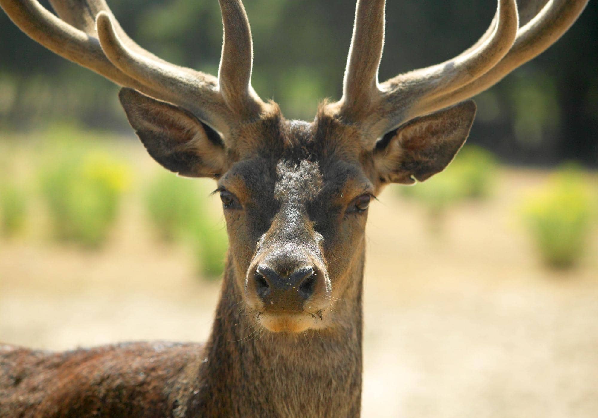 Wildlife Encounters