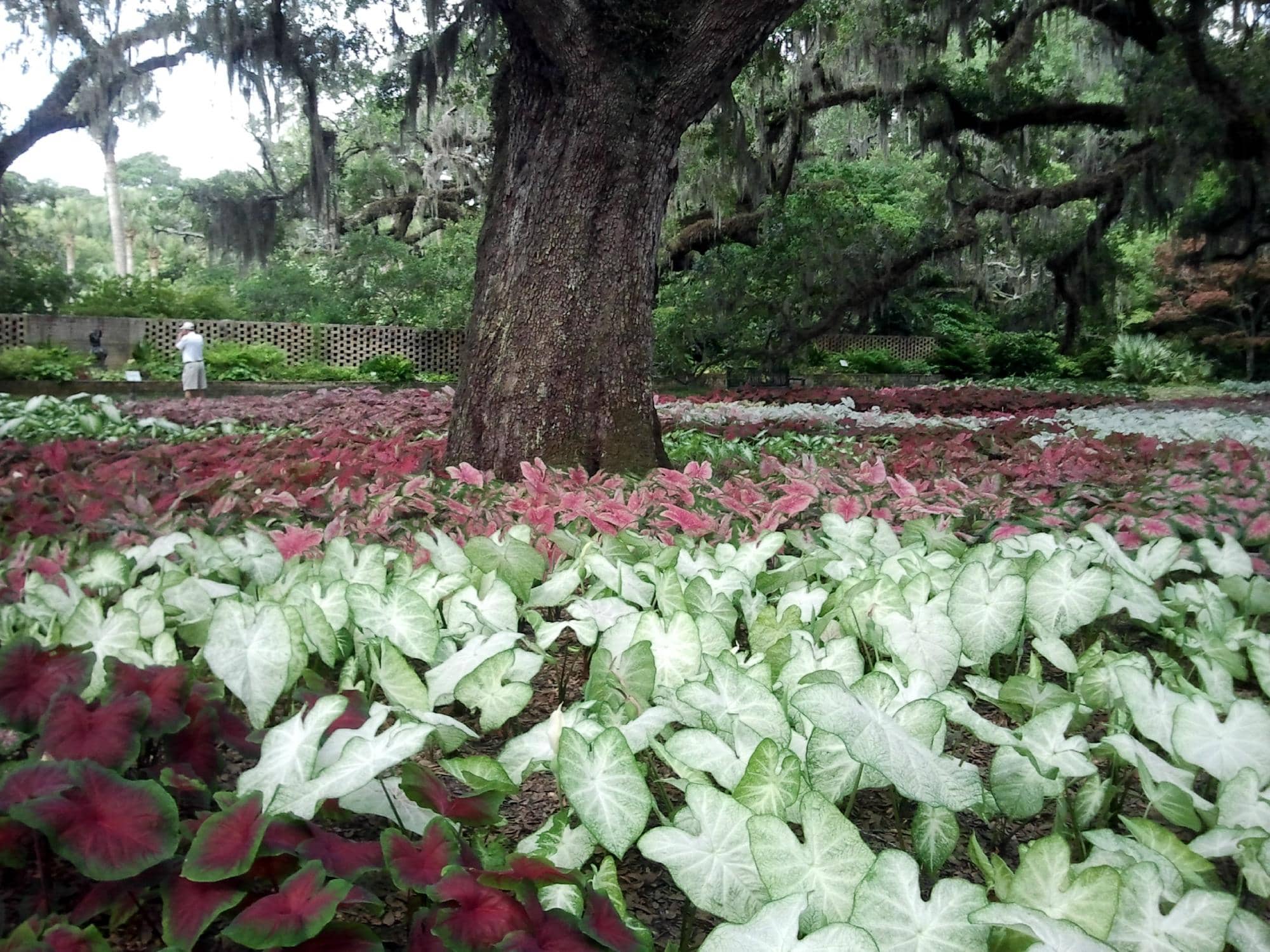 The Enchanted Storybook Forest