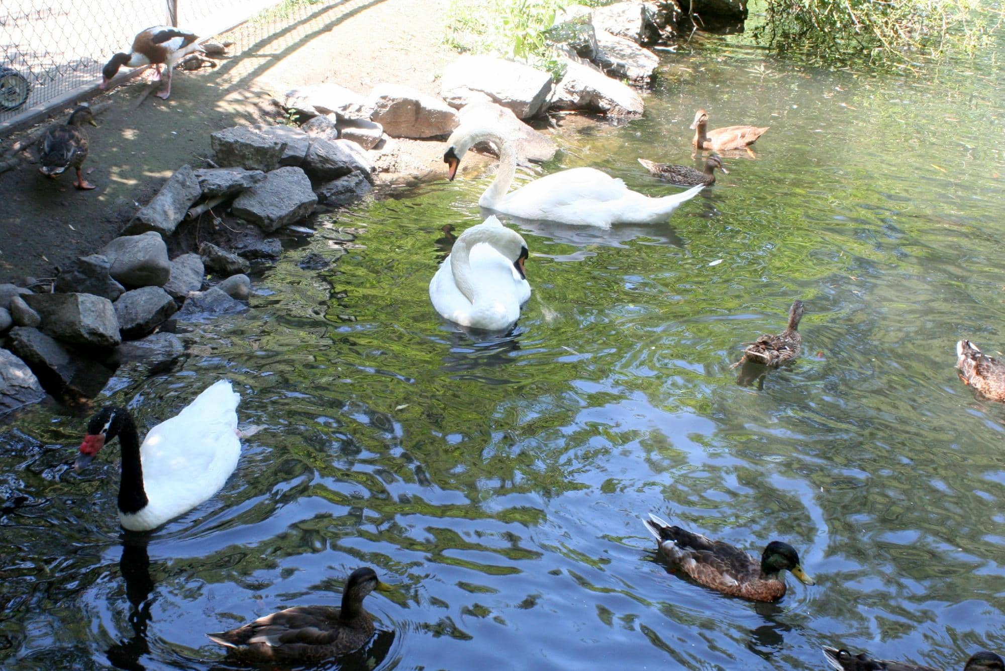 Petting Zoo
