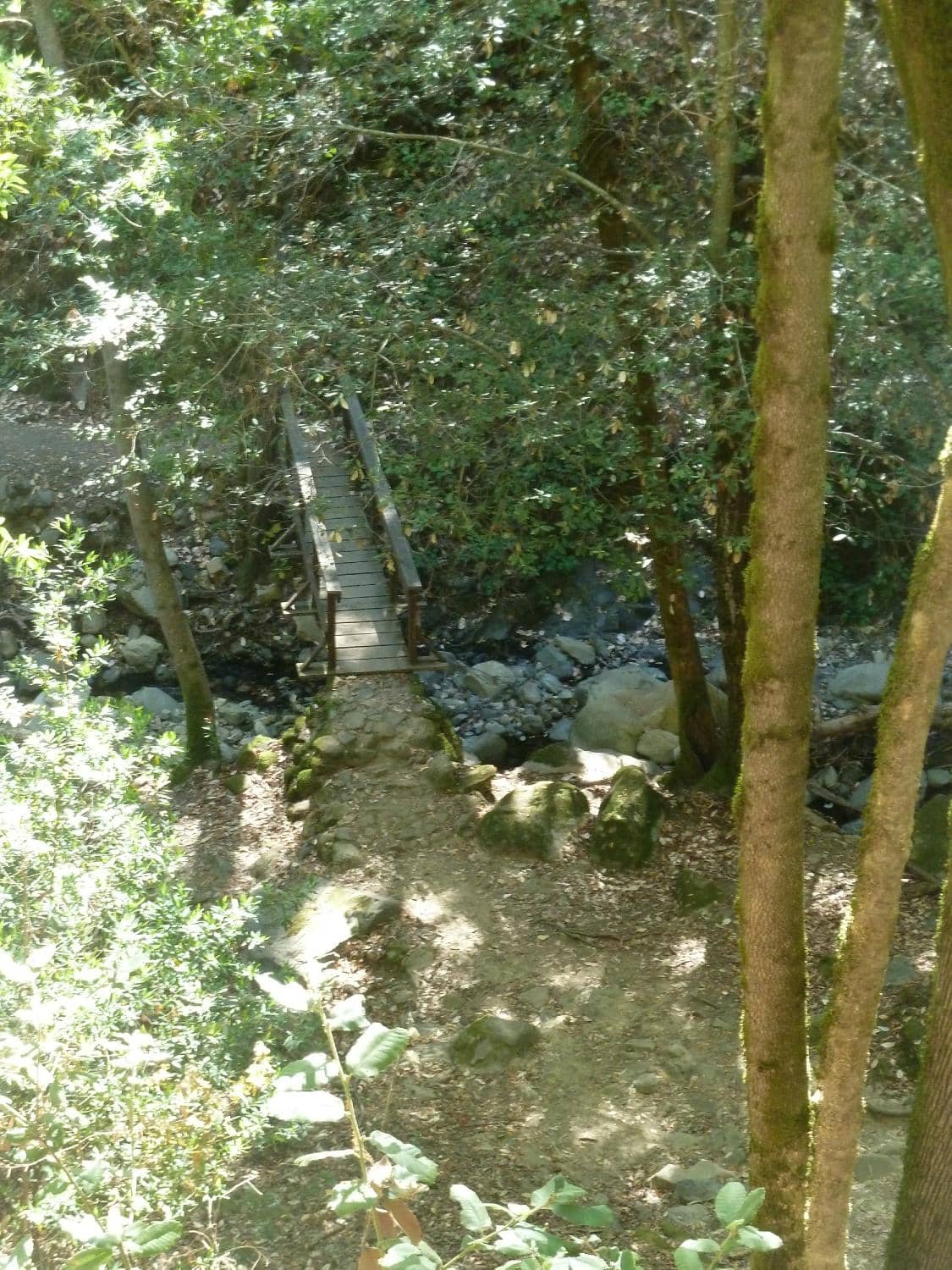 Mossy, Lush Trails