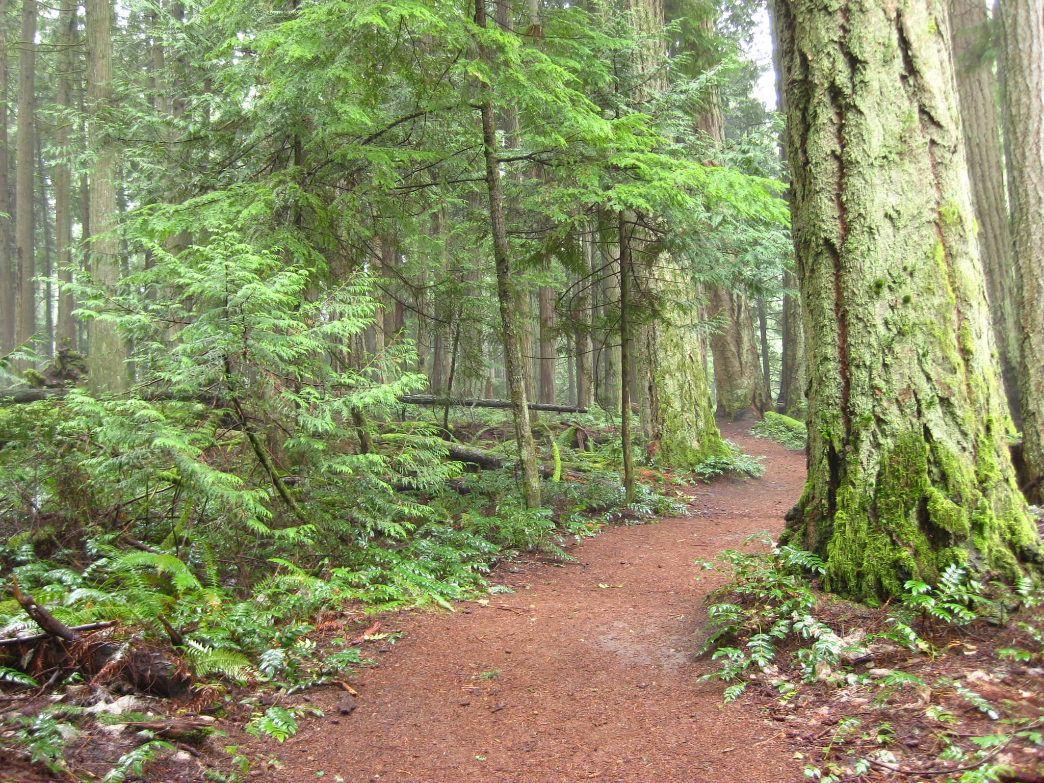 Moss-Covered Trails