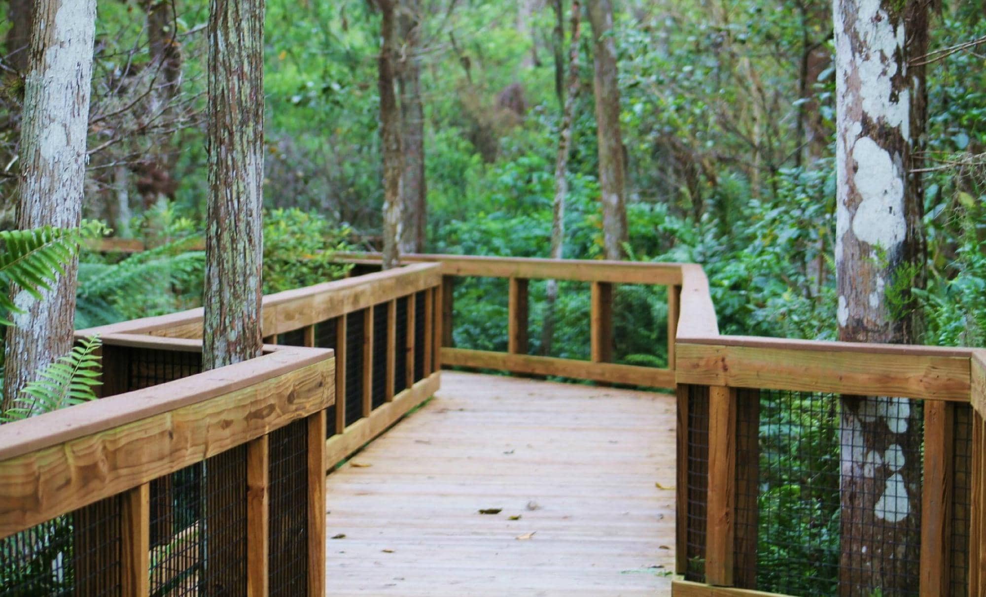 Cypress Swamp Boardwalk