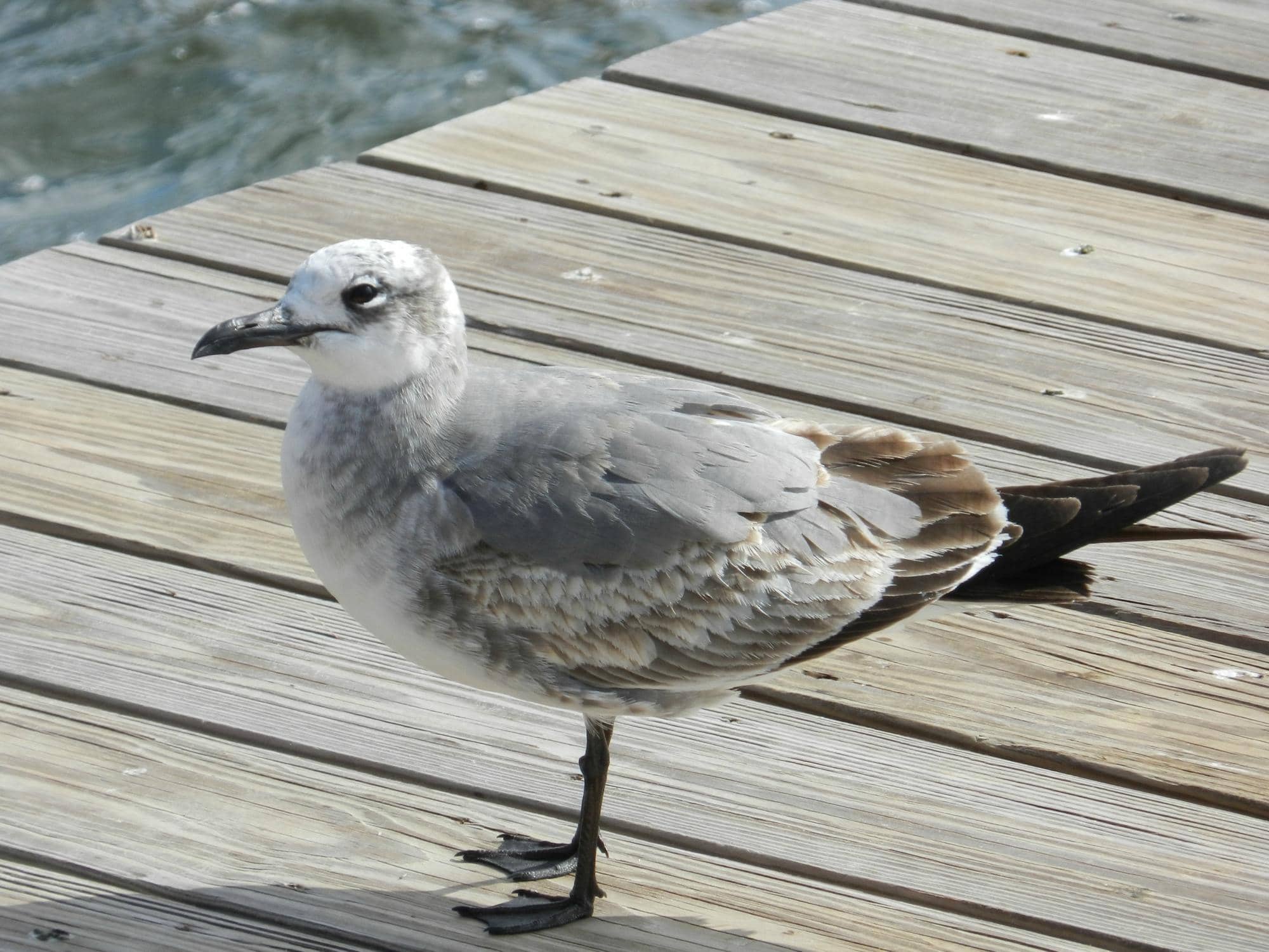 Historic Mansion at Tuckahoe