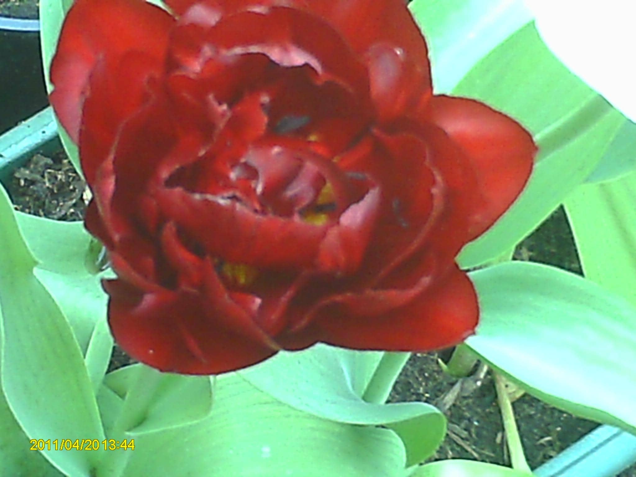 Rose Garden