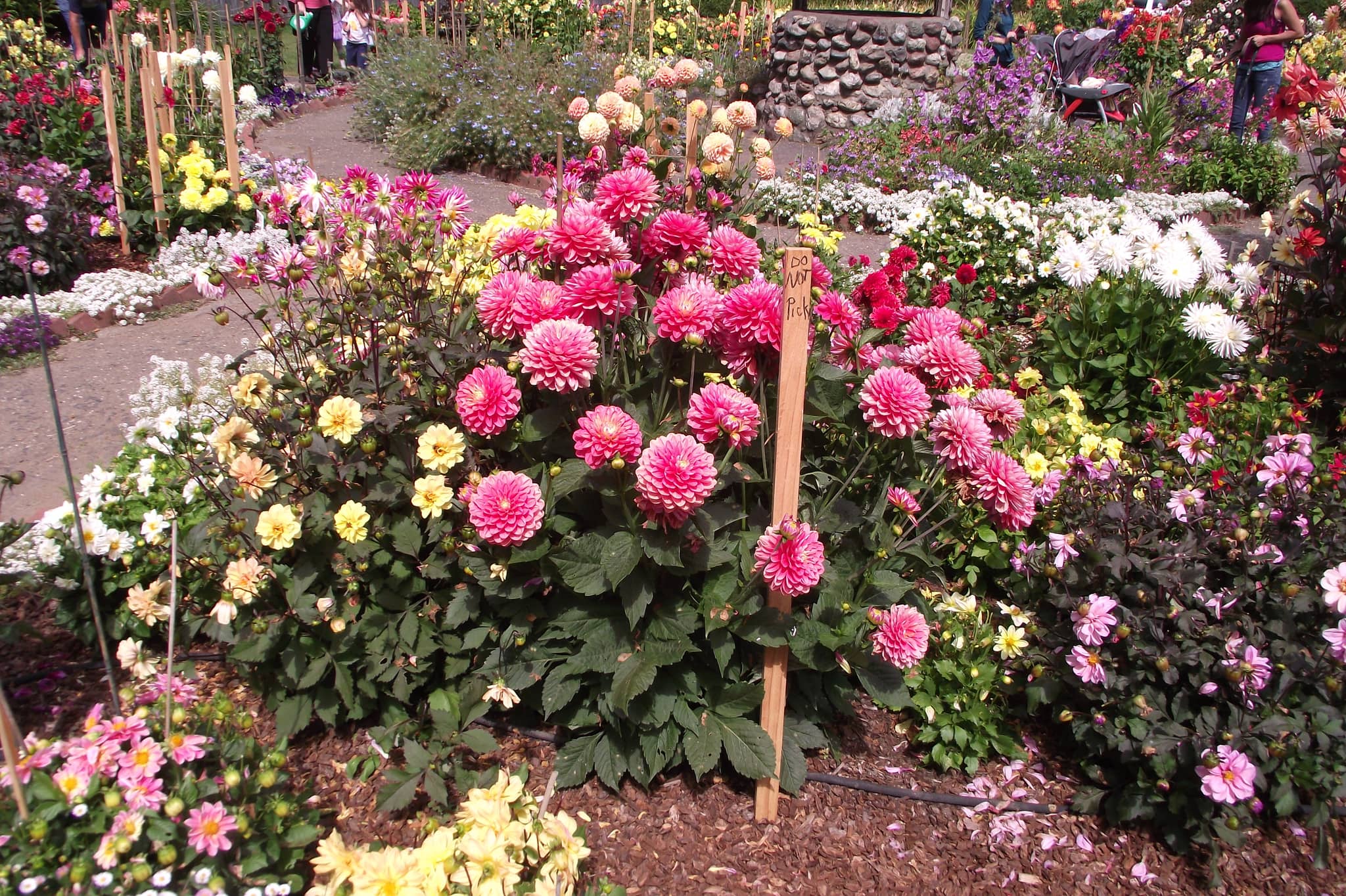 Open Lawn Area