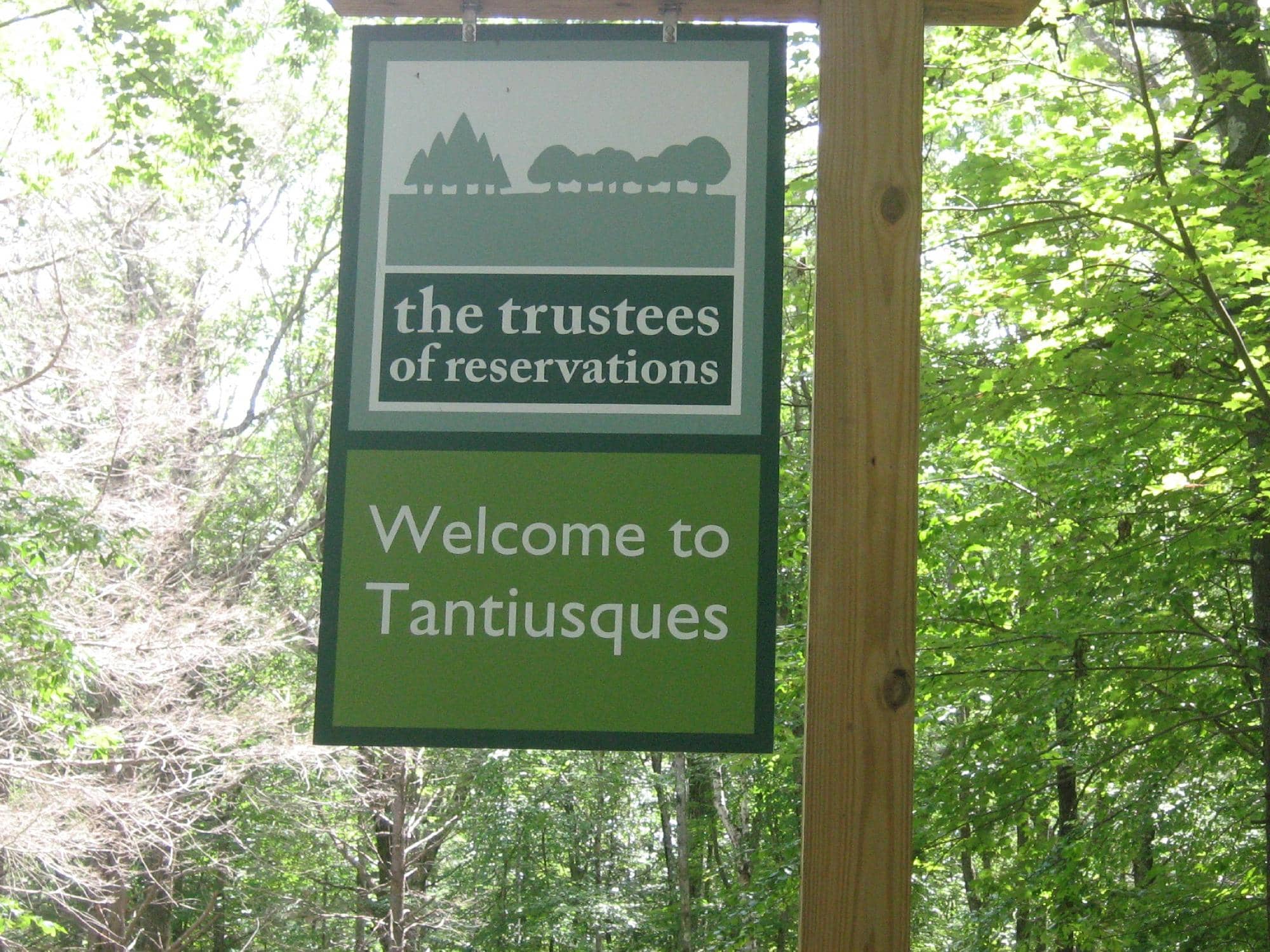 Serene Forest Trails