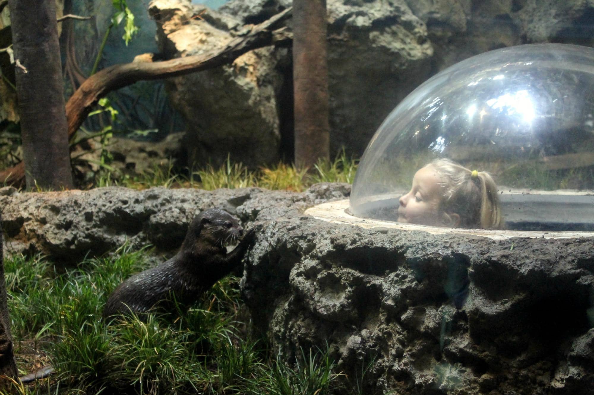 Wiseman Aquarium