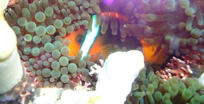 Vibrant Marine Sanctuary