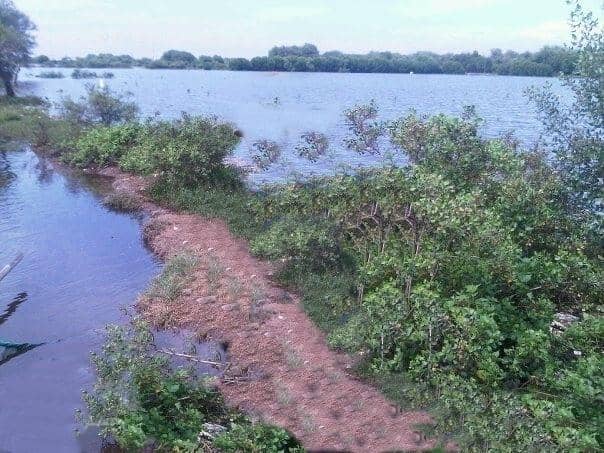 Mangrove Boardwalks