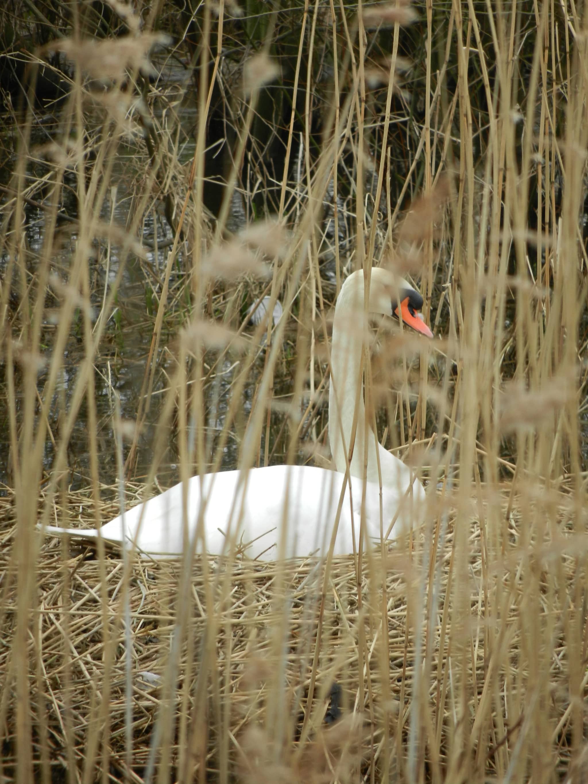 Wildlife Spotting