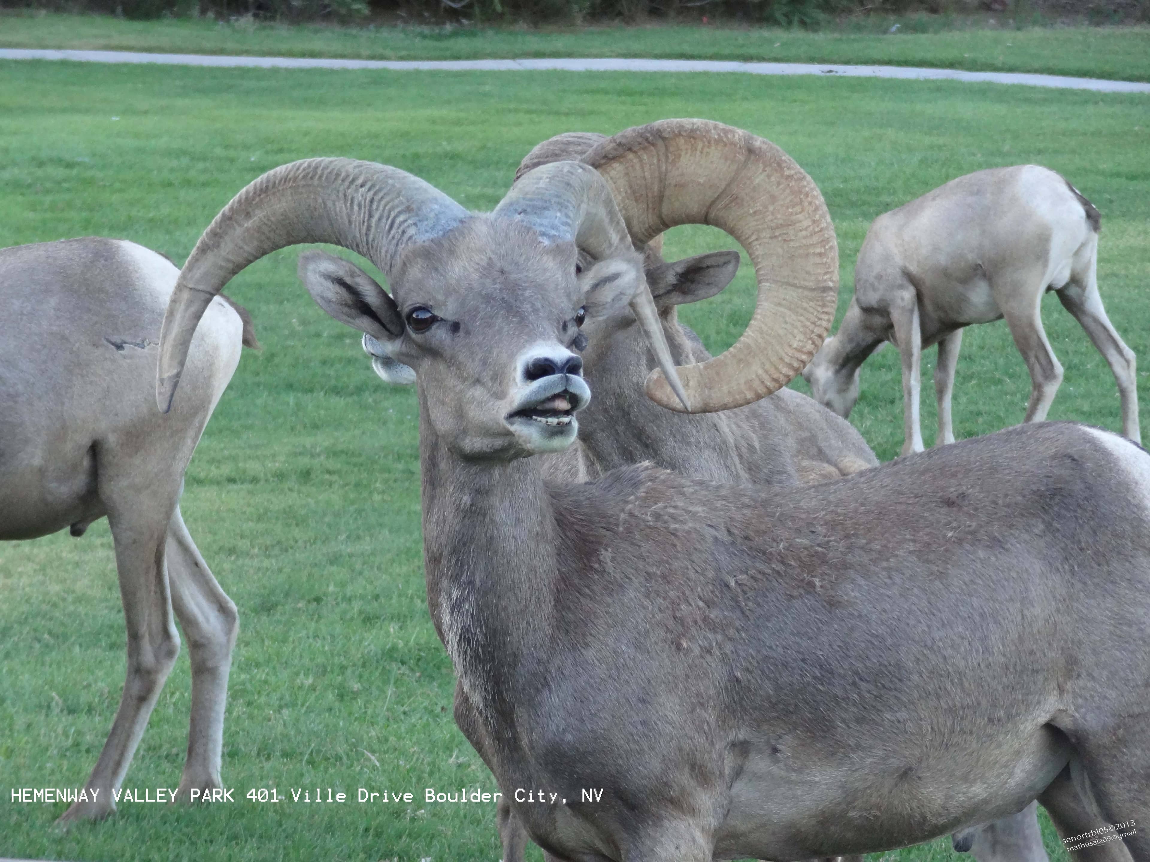 Bighorn Sheep Encounters