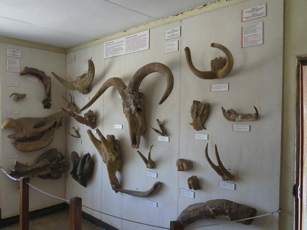 Leakey Legacy