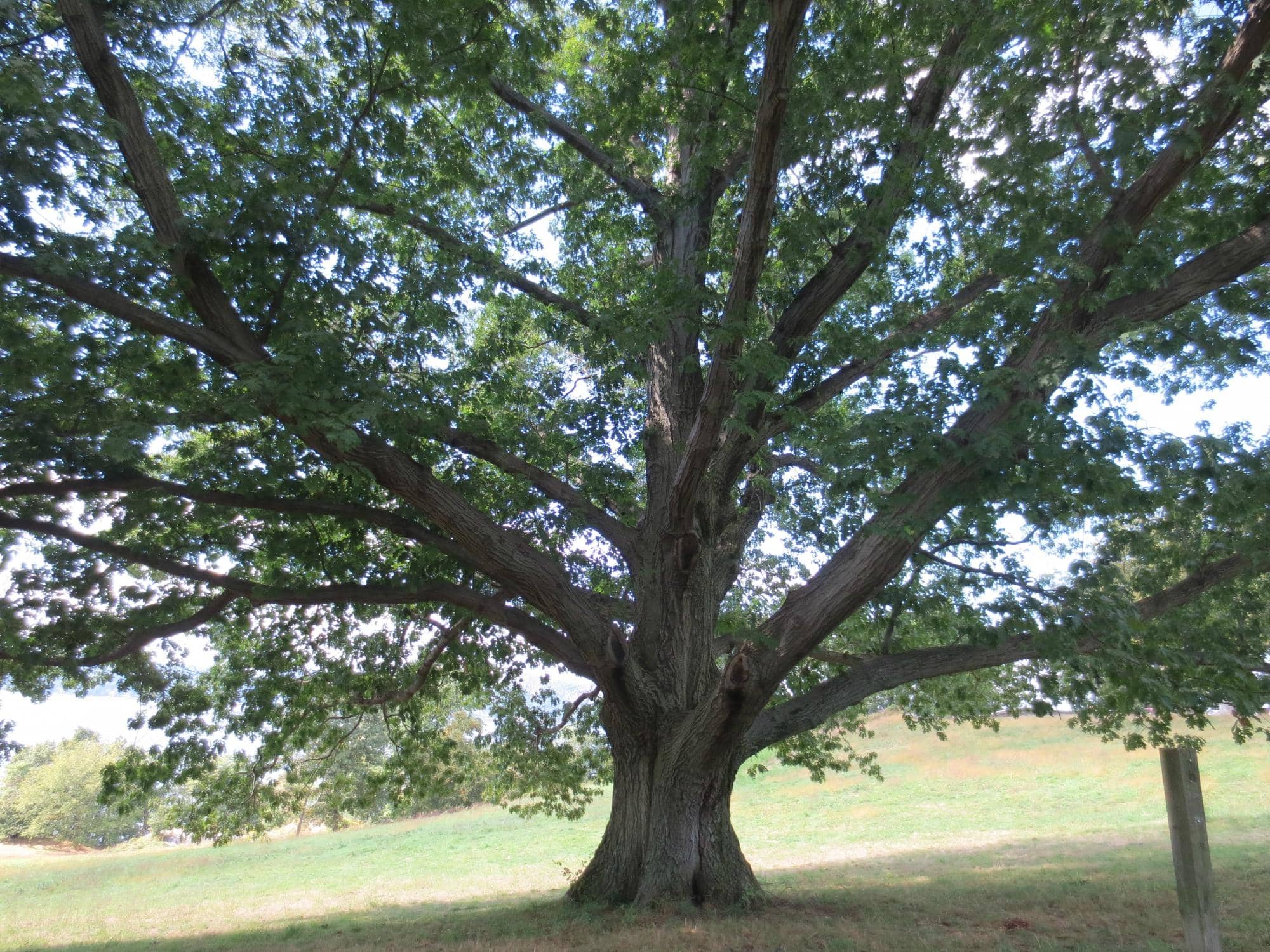 Vibrant Lower East Side Atmosphere