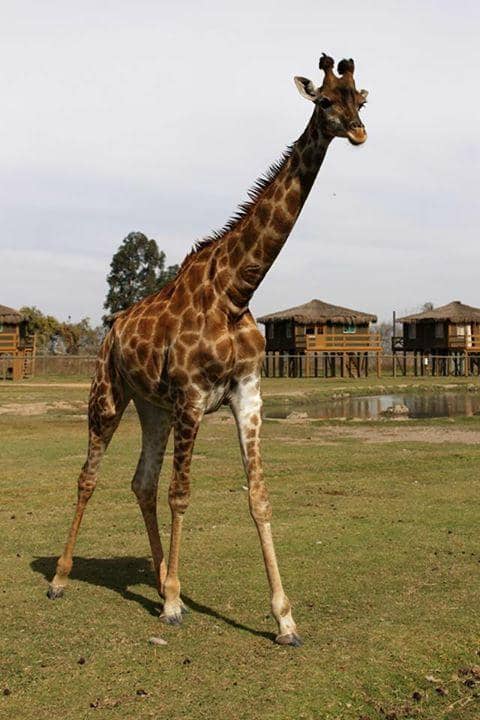 Herbivore Safari