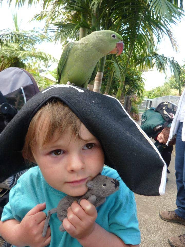 Diverse Parrot Collection