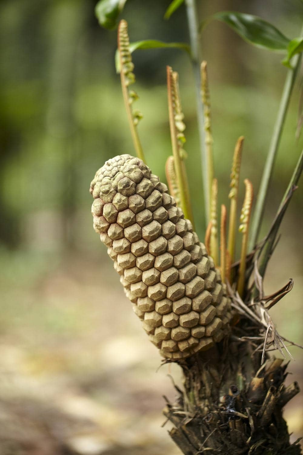 Nature's Embrace