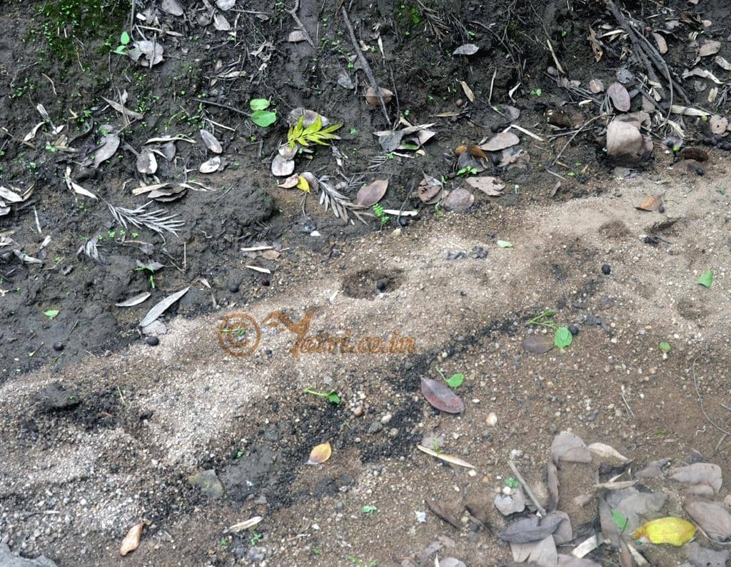 Leopard Tracks