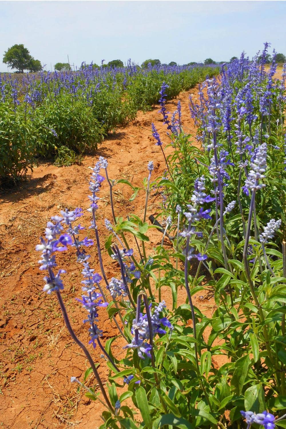 Fat Ass Ranch & Winery