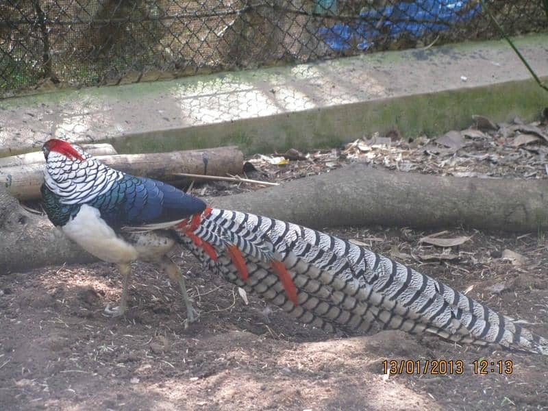 Peacock Spotting