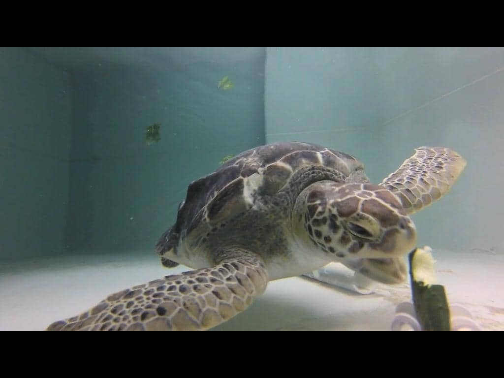 Interactive Touch Pools