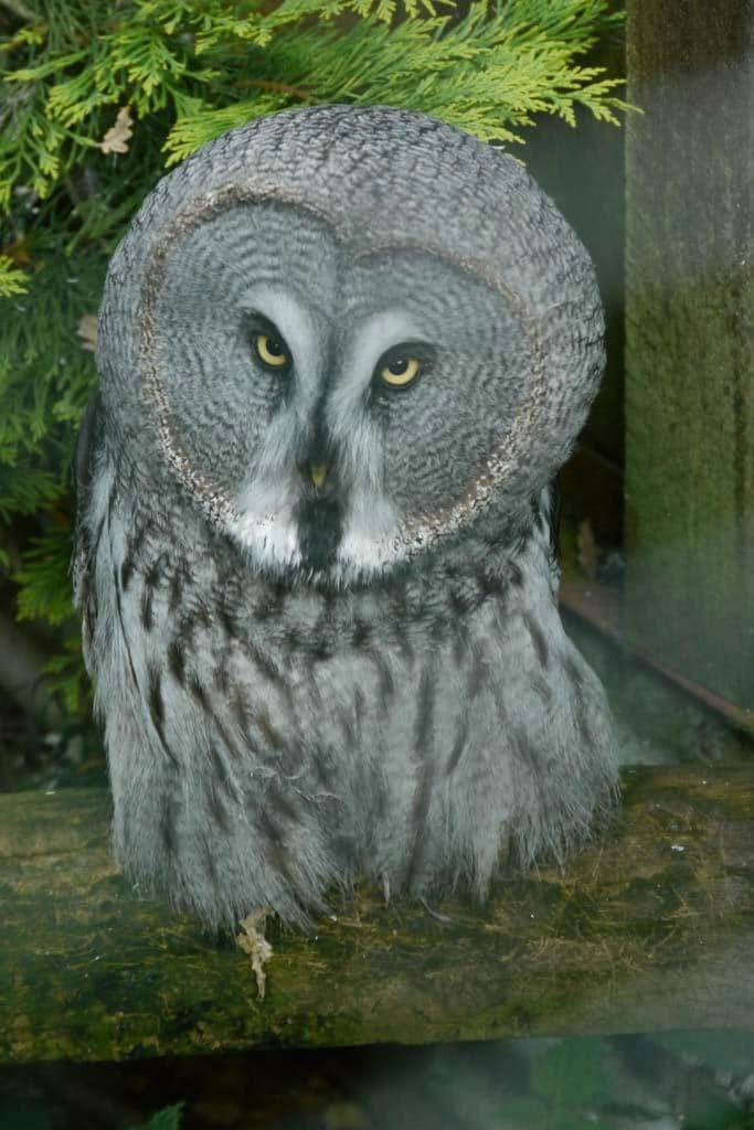 Secretary Bird Encounter