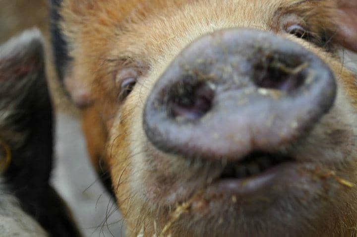 Piggy Encounters